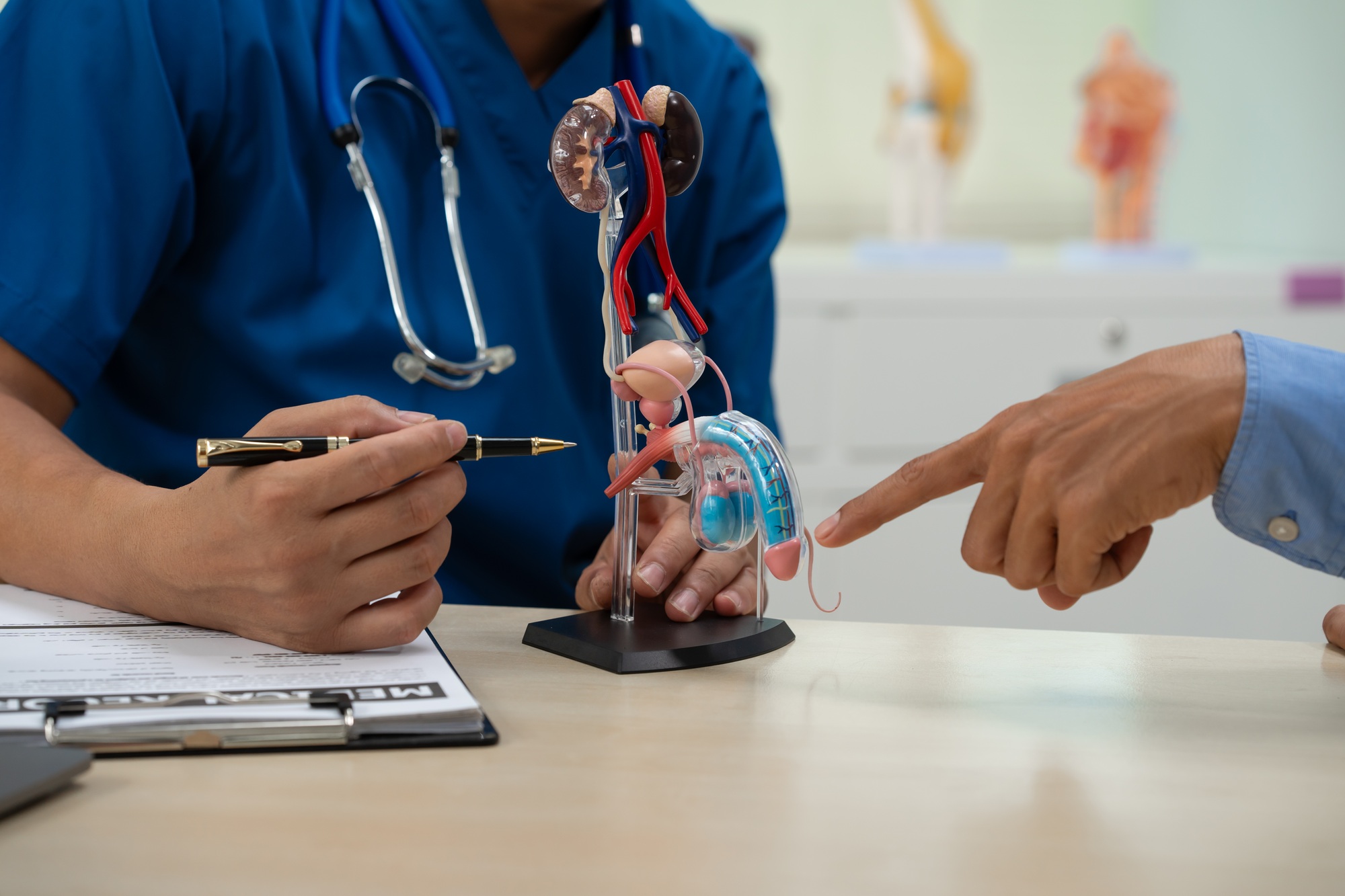 urinary tract health - A male doctor sits works at the table, explaining the urinary system and penile health to anxious